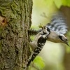 Strakapoud maly - Dendrocopos minor - Lesser Spotted Woodpecker 8950